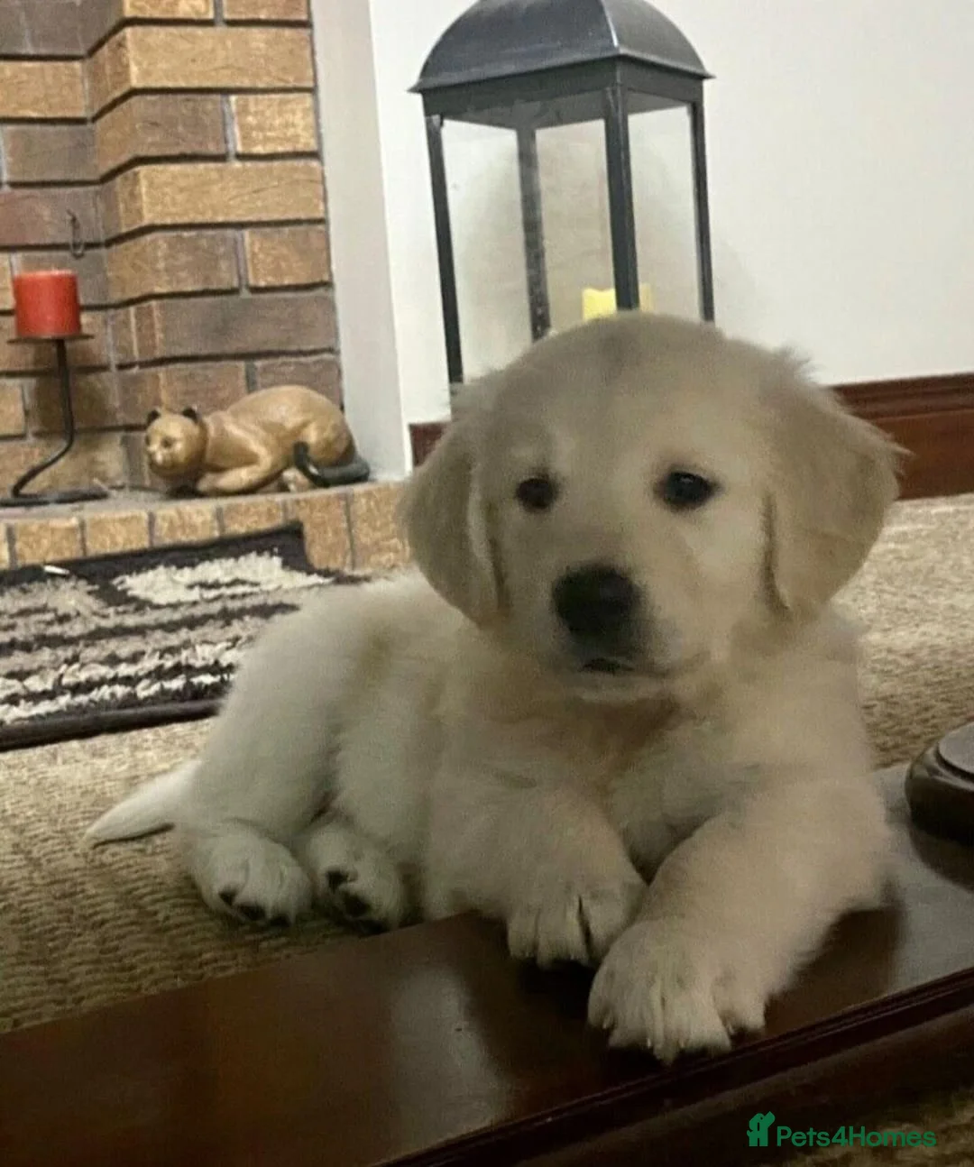 Golden Retriever dogs for sale: GOLDEN RETRIEVER PUPPIES AVAILABLE  - Advert 1