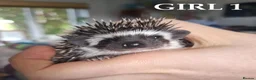 Pygmy Hedgehog rodents for sale: Pygmy hedgehogs, one boy two girls - Advert 6