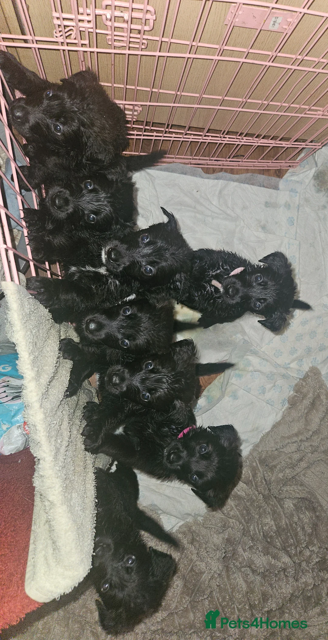 Sheprador dogs for sale: Amazing litter of sheprador puppies  - Advert 8