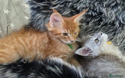Maine Coon cats for sale: 💕💕💕5 Amazing Maine Coon kittens💕💕💕  - Image 32