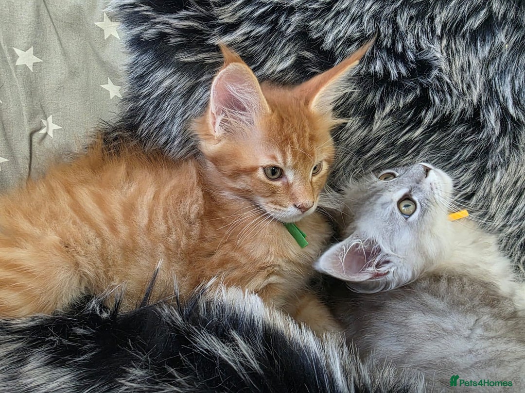 Maine Coon cats for sale: 💕💕💕5 Amazing Maine Coon kittens💕💕💕  - Image 32