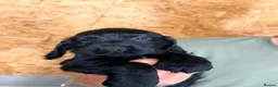 Cocker Spaniel dogs for sale: KC registered working cocker spaniel puppies  - Advert 15