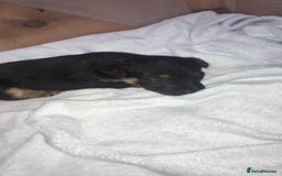 Jack Russell dogs for sale: Jack Russell Puppies Black and Tan  - Image 4