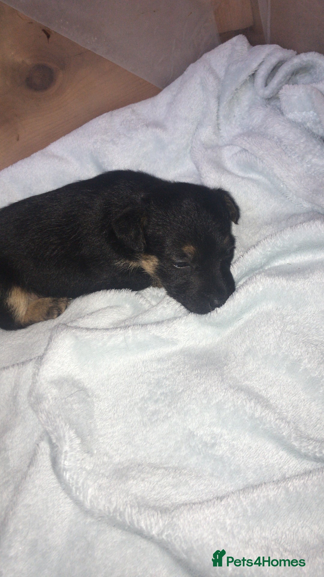 Jack Russell dogs for sale: Jack Russell Puppies Black and Tan  - Image 4