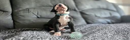 Great Dane dogs for sale: Championship Great Dane Pups  - Advert 14
