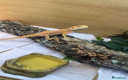 Bearded Dragon reptiles for sale: 4 month old citrus bearded dragon for sale  - Image 3