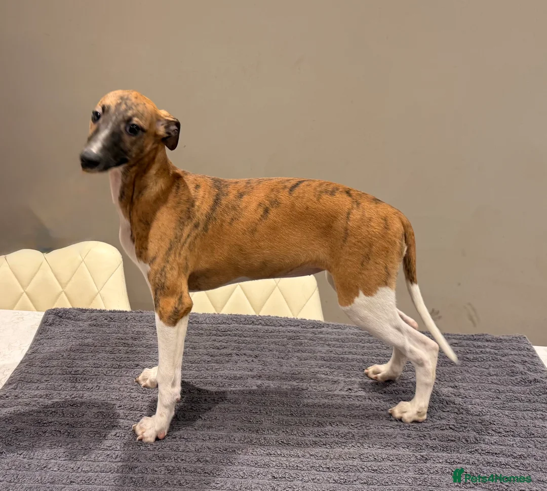 Whippet dogs for sale: Whippet  - Advert 4