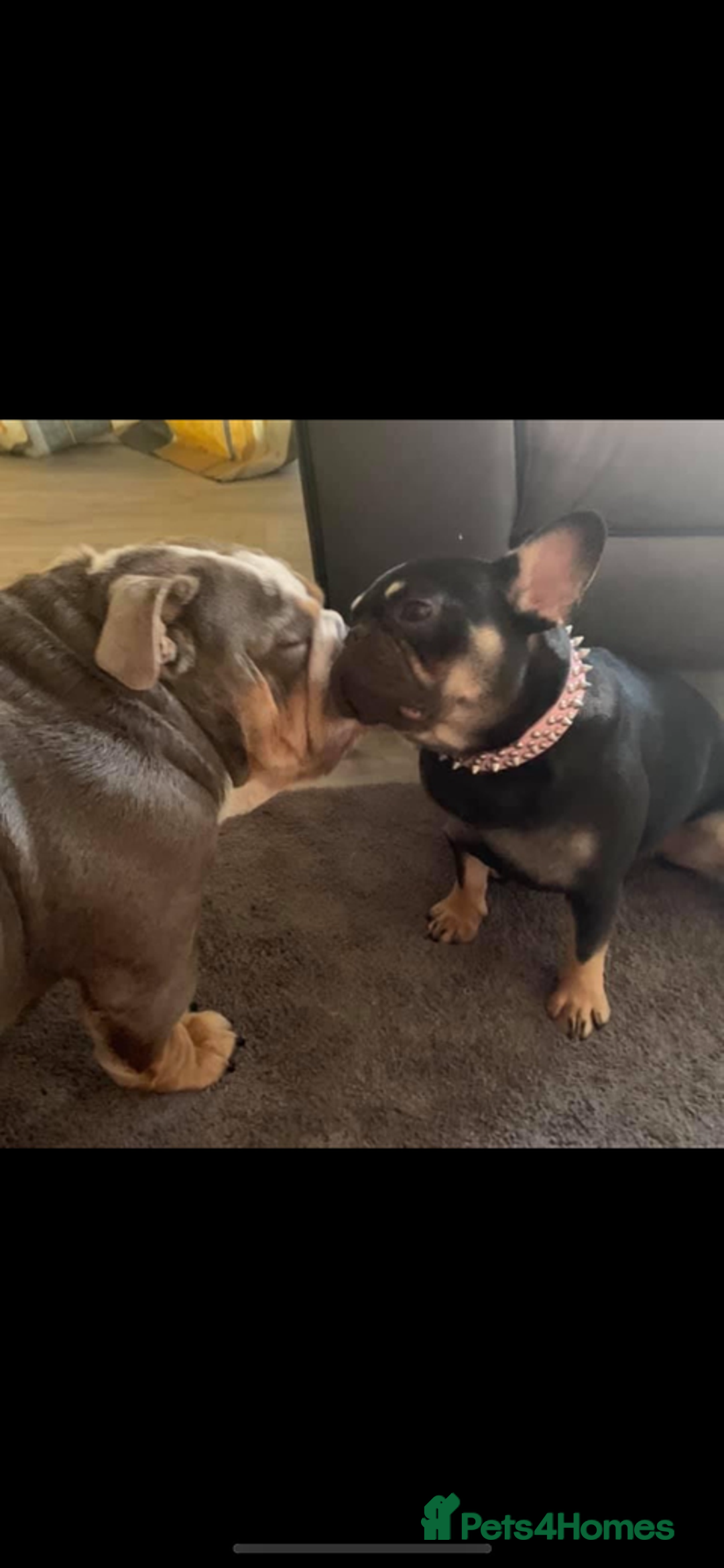 Mixed Breed dogs for sale: Stunning F1 (French x British Bulldog) Puppies - Advert 14