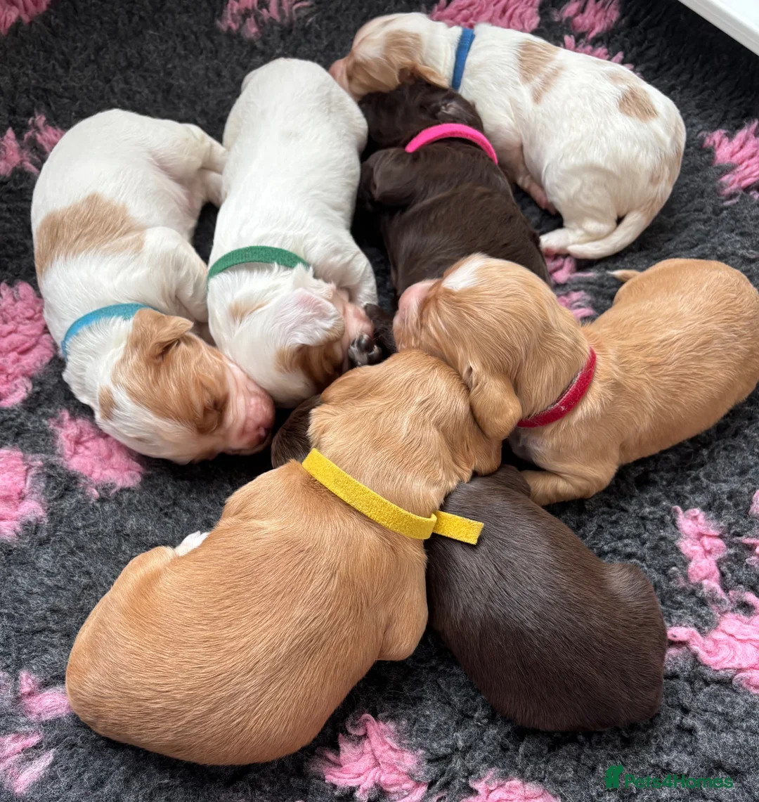 Sprocker dogs for sale: Healthy sprocker pups looking for loving homes - Advert 18