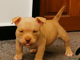 American Bully dogs Beautiful Pocket Bully Puppies - Home Raised - Advert 15