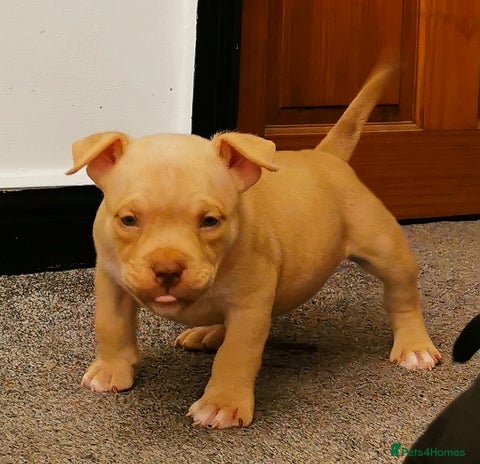 American Bully dogs Beautiful Pocket Bully Puppies - Home Raised - Advert 1