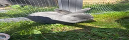 Netherland Dwarf rabbits for sale: Netherland Dwarf Rabbit for Sale🐰 in Sleaford - Advert 2