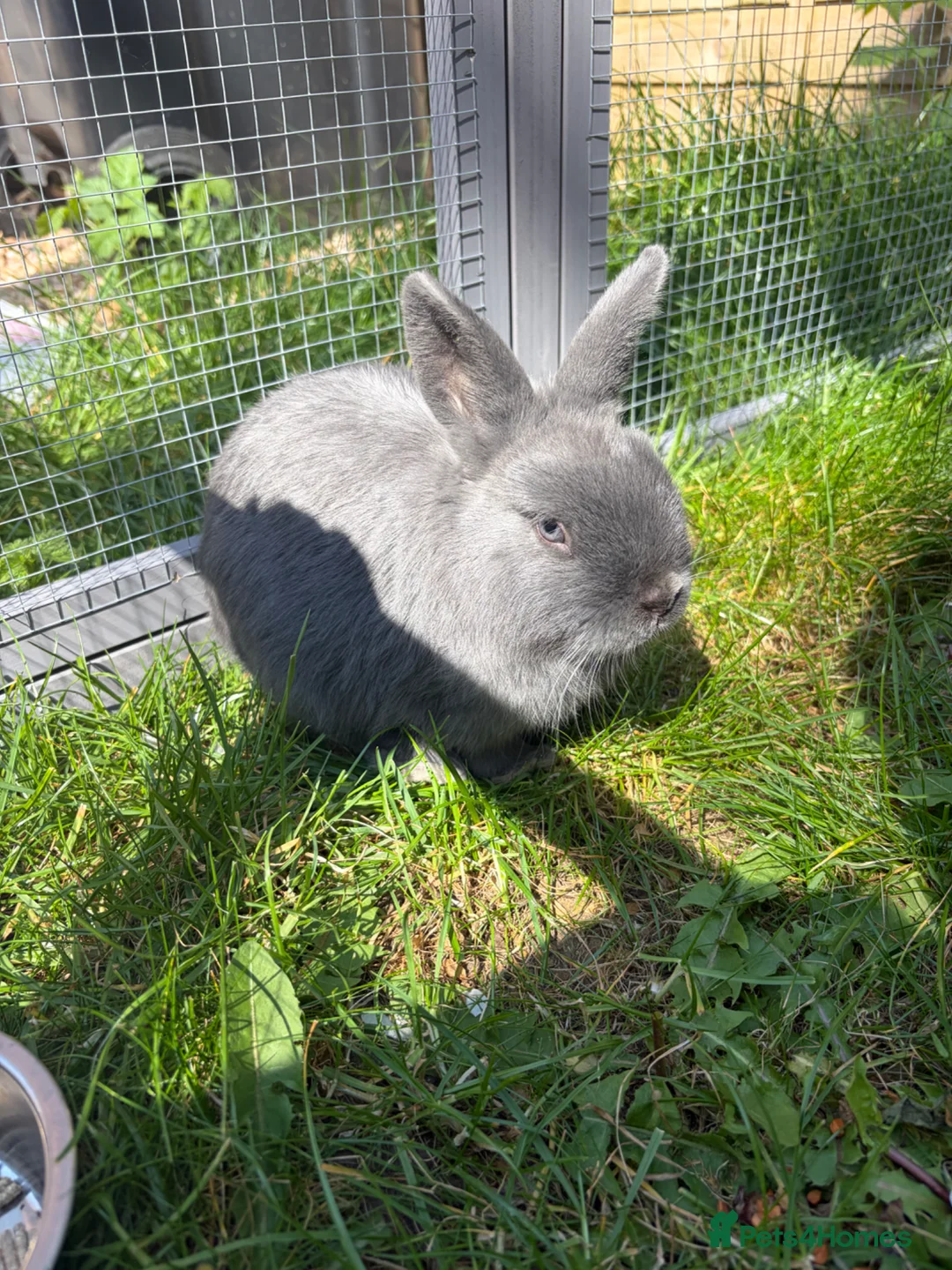 Netherland Dwarf rabbits for sale: Netherland Dwarf Rabbit for Sale🐰 in Sleaford - Advert 2