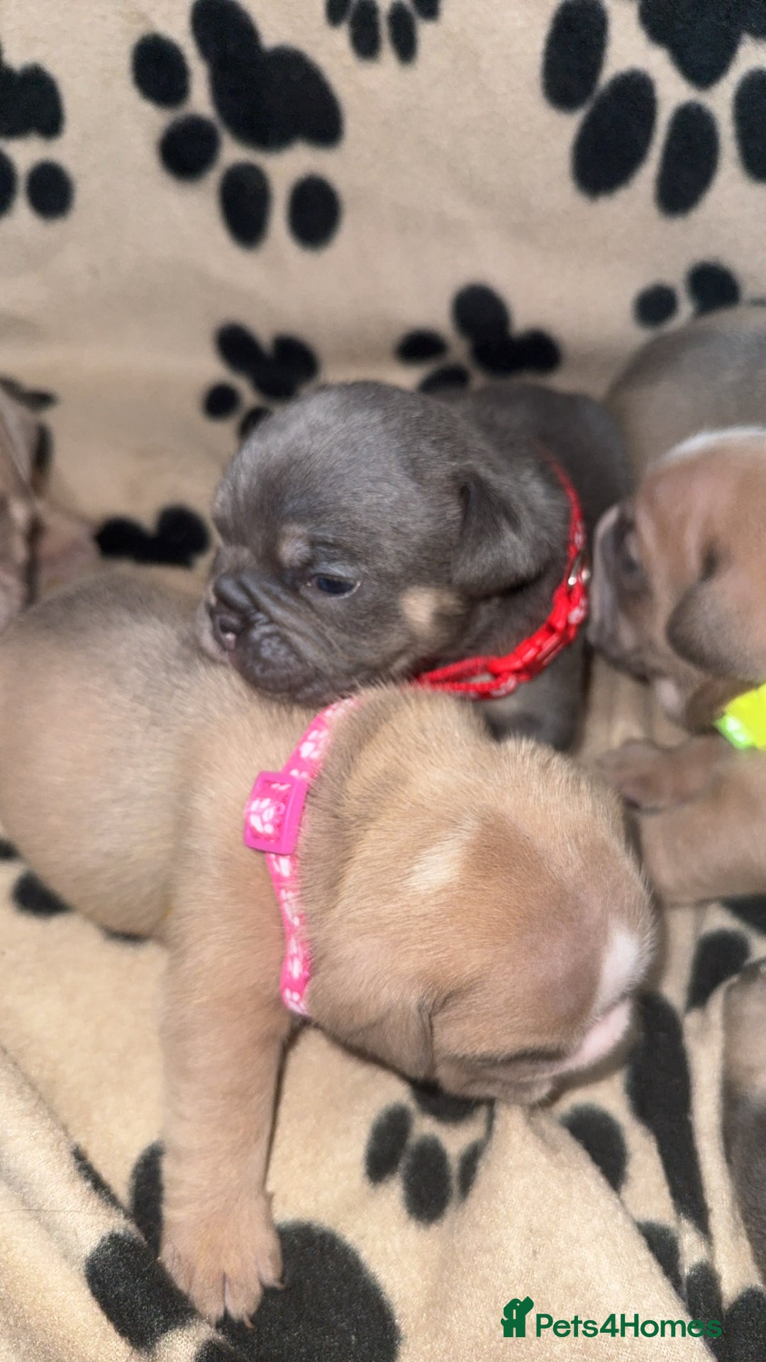 Mixed Breed dogs for sale: 6 beautiful mix French & English bulldog puppies  - Image 4