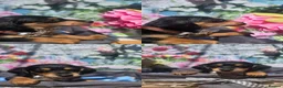 Doxiepoo dogs for sale: Beautiful F1 mixed doxipoo puppies  - Advert 33