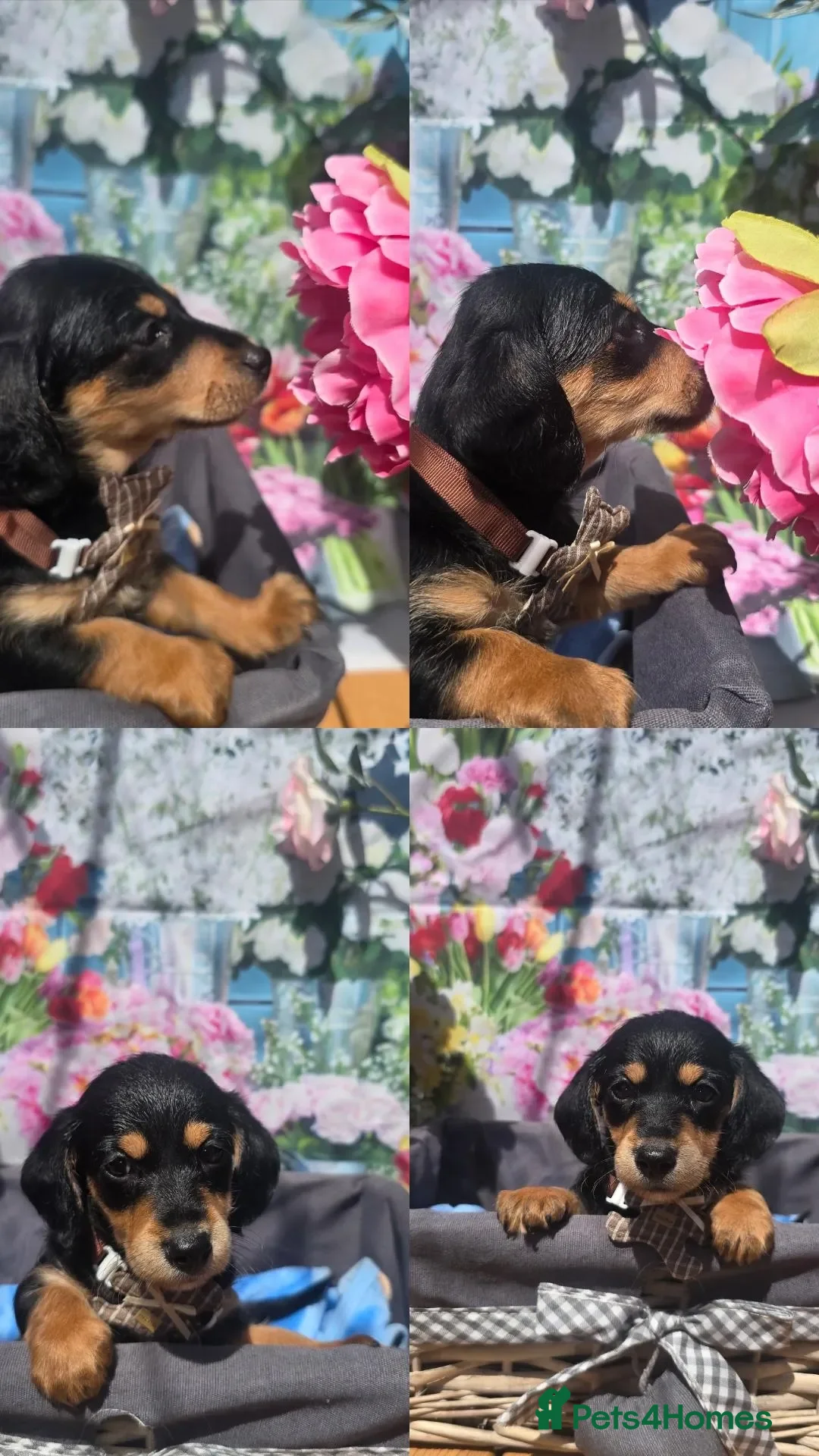 Doxiepoo dogs for sale: READY LAST 2 Beautiful F1 mixed doxipoo puppies  - Advert 37