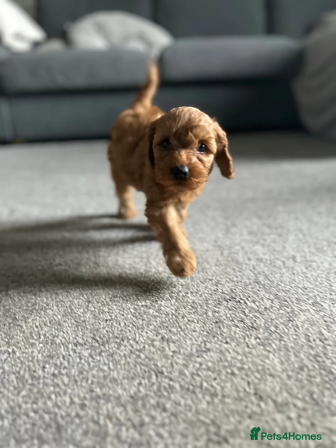 Cockapoo dogs for sale: Toy Cockapoo puppies - ready now - Advert 1