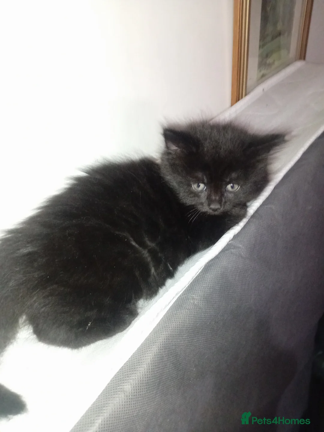 Persian cats for sale: 2 half Persian Kittens. Black and black & White. - Advert 2
