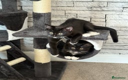 Mixed Breed cats for sale: Two female 7 month old kittens  - Image 2
