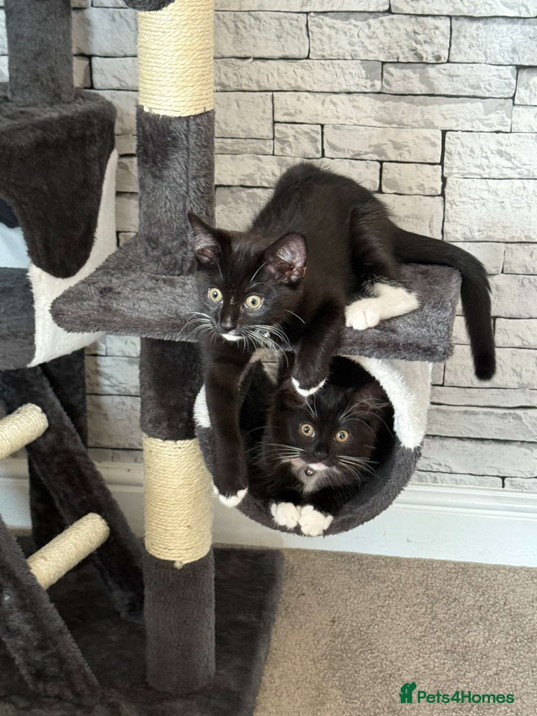 Mixed Breed cats for sale: Two female 7 month old kittens  - Image 2