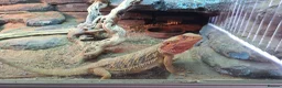 Bearded Dragon reptiles for sale: 2x female bearded dragons plus vivariums - Advert 7