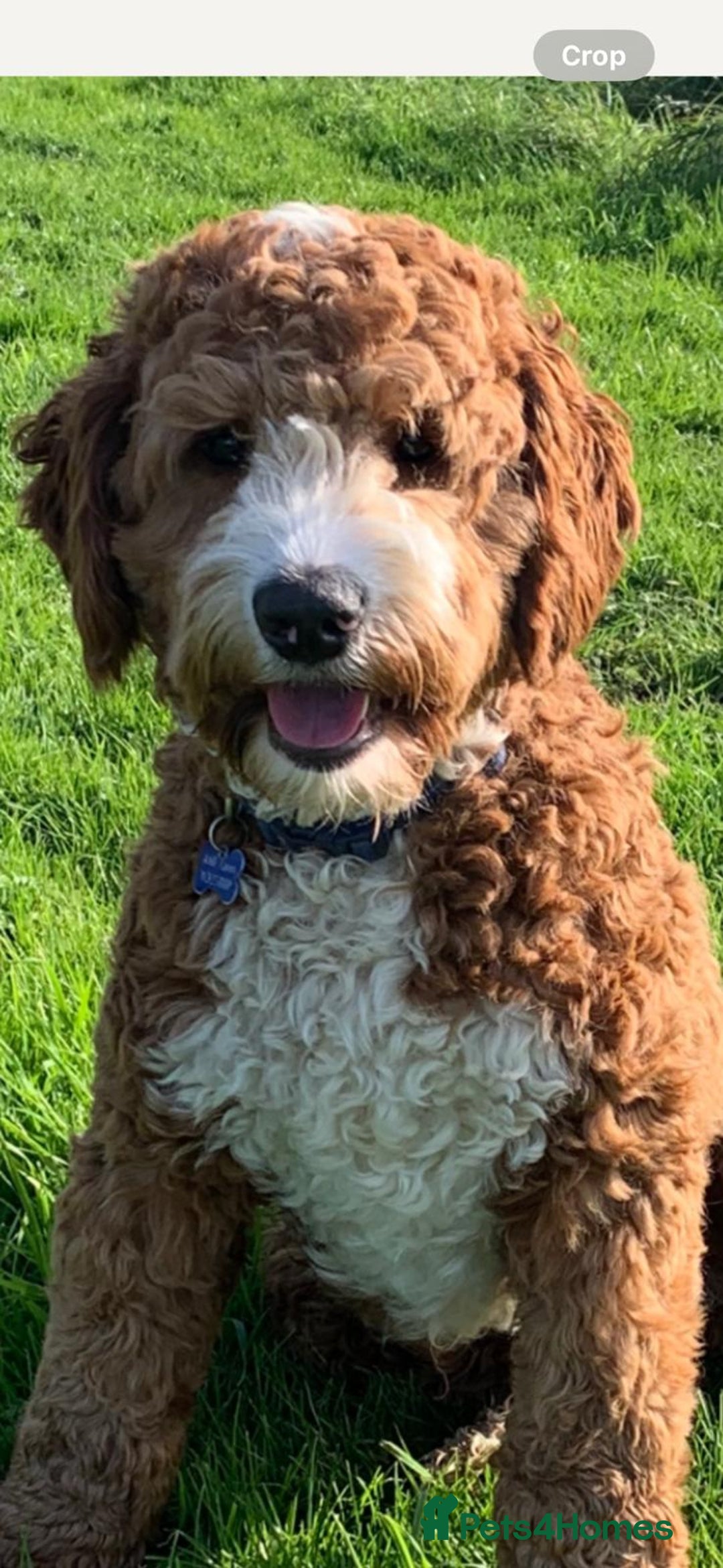 Australian Labradoodle dogs for sale: Australian Labradoodle - Image 25