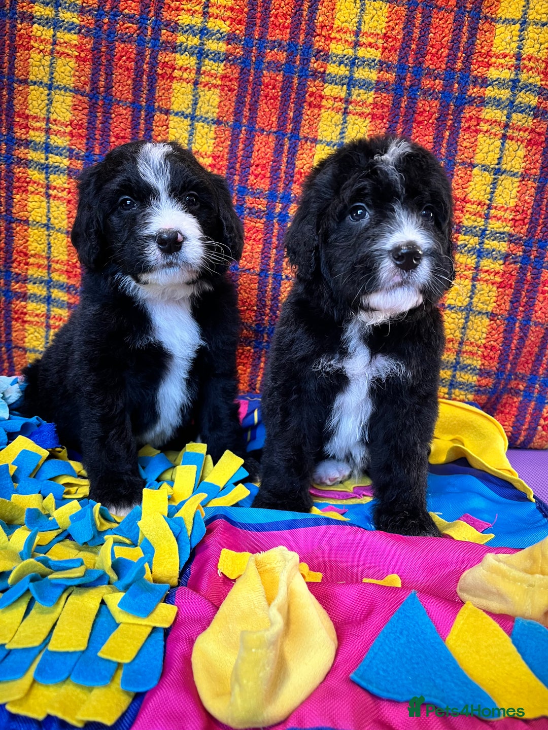 Bernedoodle dogs for sale: F1 standard Bernedoodle puppies. Licensed breeder - Advert 8