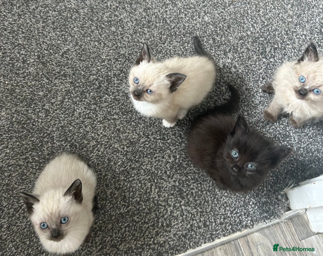Ragdoll cats for sale: Ragdoll cross kittens £250 each  - Image 7