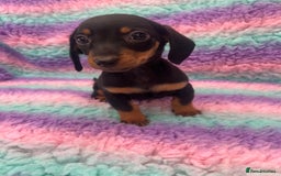 Miniature Dachshund dogs for sale: Miniature Dachshund Boys and Girls From £700 - Image 35