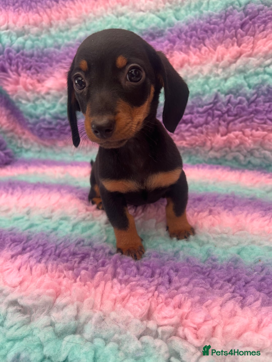 Miniature Dachshund dogs for sale: Miniature Dachshund Boys and Girls From £700 - Image 35
