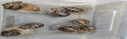 Tortoise reptiles for sale: Leopard tortoise hatchlings - Advert 8