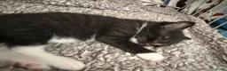 Mixed Breed cats for sale: Black and white kitten (female) - Advert 3