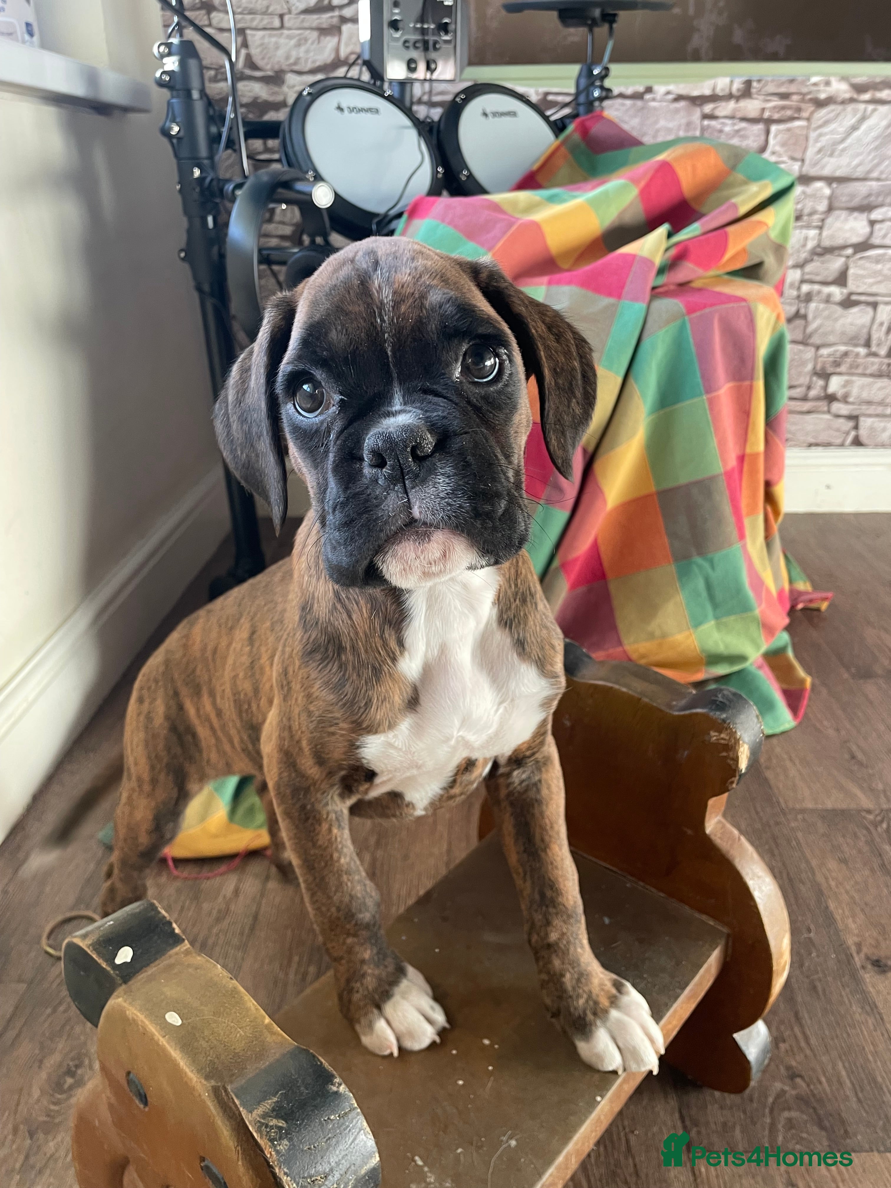 Boxer dogs ASTONISHING KC REGISTERED BOXER PUPPIES!  - Advert 2