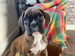 Boxer dogs ASTONISHING KC REGISTERED BOXER PUPPIES! - Advert 2