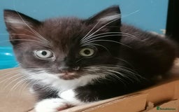 Mixed Breed cats for sale: Adorable kittens - Image 2