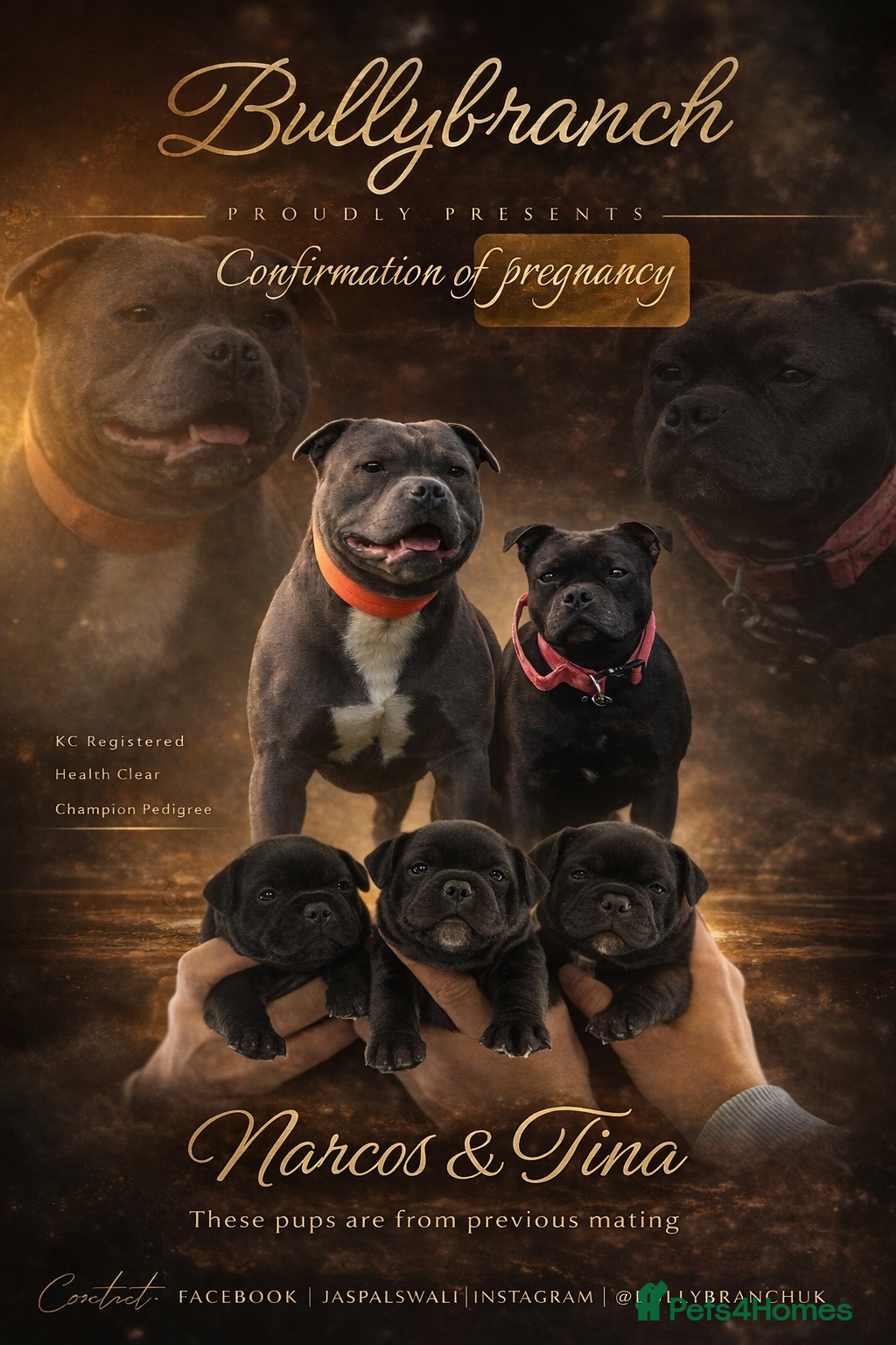 Staffordshire Bull Terrier dogs KC WORLD FAMOUS BLUE GENE CARRIERS  - Advert 5