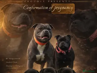 Staffordshire Bull Terrier dogs KC WORLD FAMOUS BLUE GENE CARRIERS - Advert 4