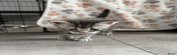 Maine Coon cats for sale: Stunning Maine Coon Kittens – 4 Girls & 1 Boy - Advert 16