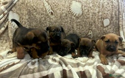 Mixed Breed dogs for sale: Mixed breed  - Advert 8