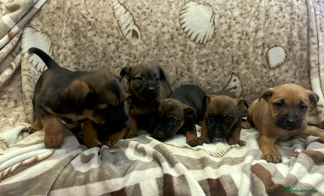 Mixed Breed dogs for sale: Mixed breed  - Advert 8