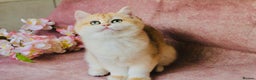 British Shorthair cats for sale: Gorgeous BSH Golden Chinchilla ny12 - Advert 1