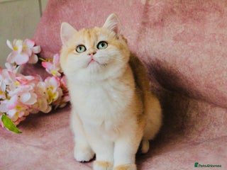 British Shorthair cats Gorgeous BSH Golden Chinchilla ny12 - Advert 6