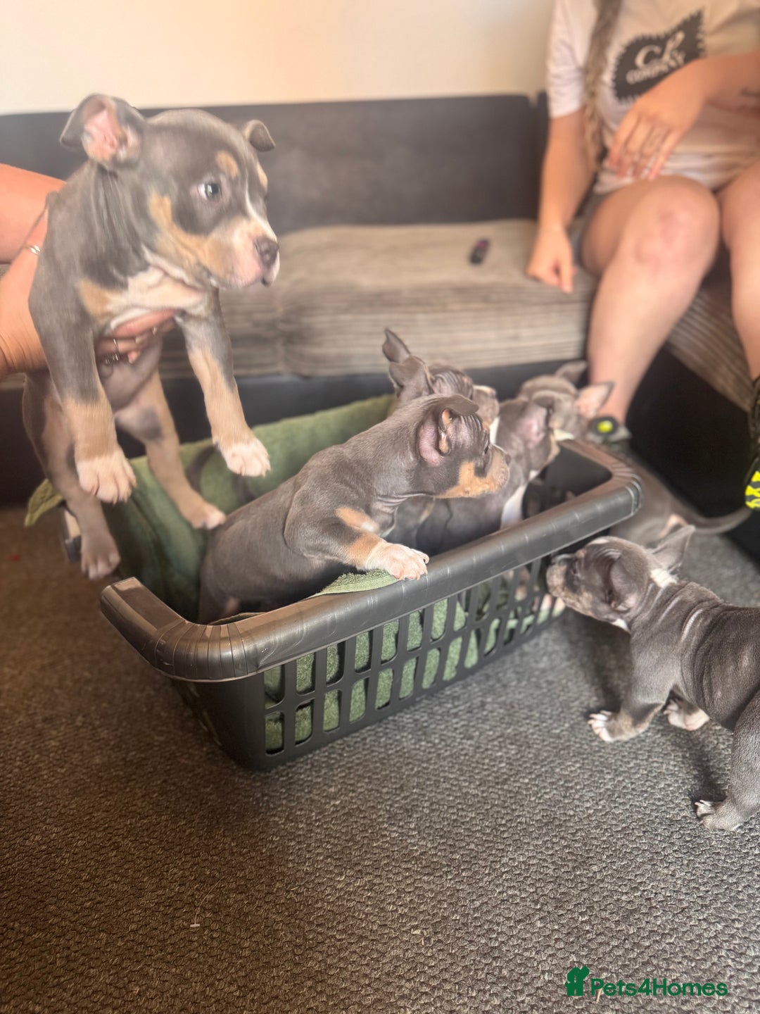 American Bully dogs for sale: American pocket bully’s  - Image 10