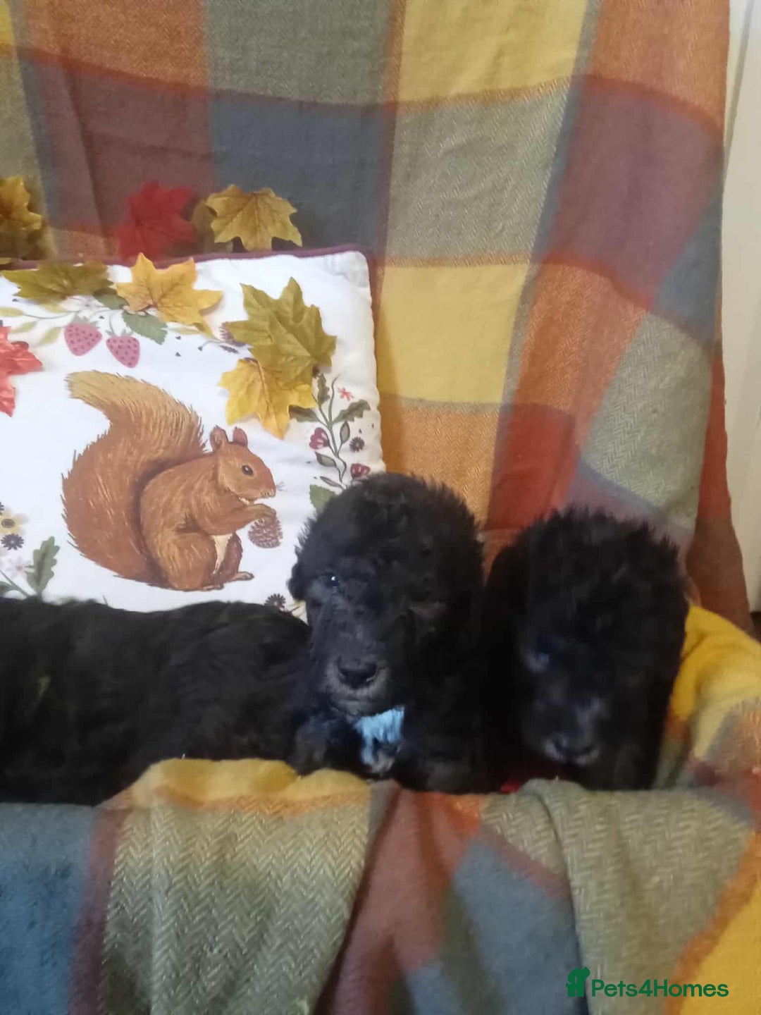 Bedlington Terrier dogs for sale: 2 x Bedlington boys  - Image 6