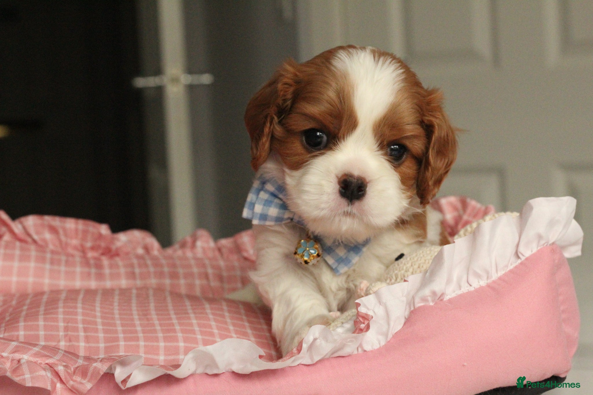 Cavalier King Charles Spaniel dogs Last Boy KC reg TOP standard CKCS  - Advert 1