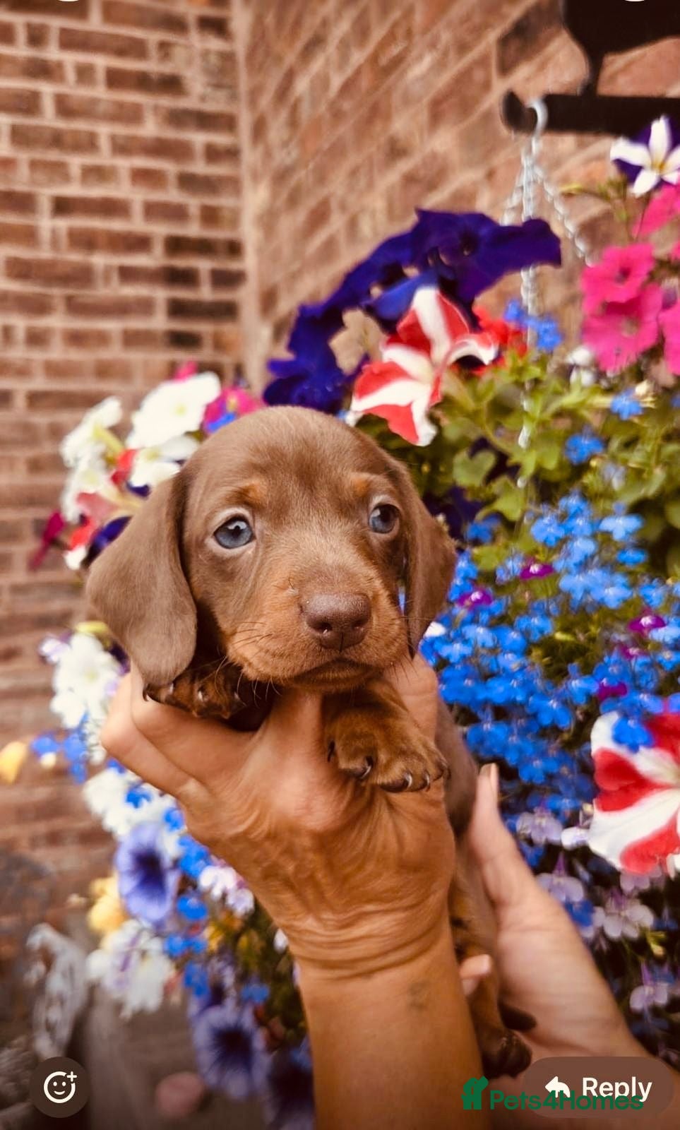 Miniature Dachshund dogs ready for new homes, pedigree mini dachshund pups - Advert 2