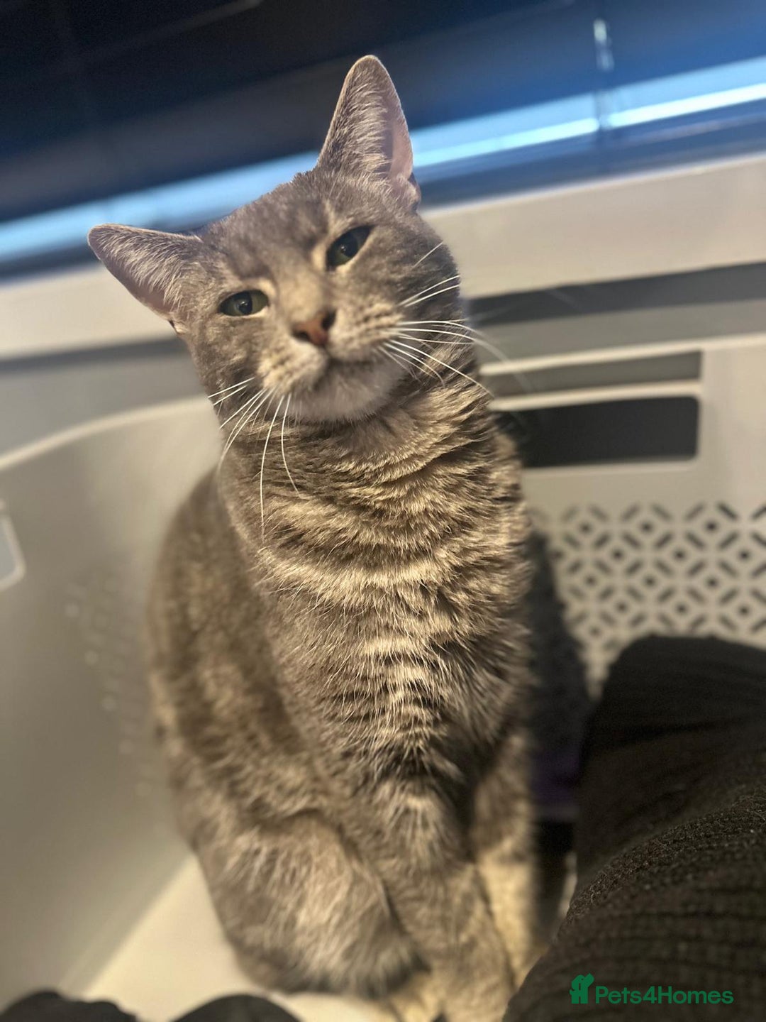 Domestic Shorthair cats for sale: Maya  - Image 1
