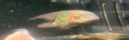 Other/Mixed Breed fish for sale: Predatory fish - rays - eel - jags  - Advert 6