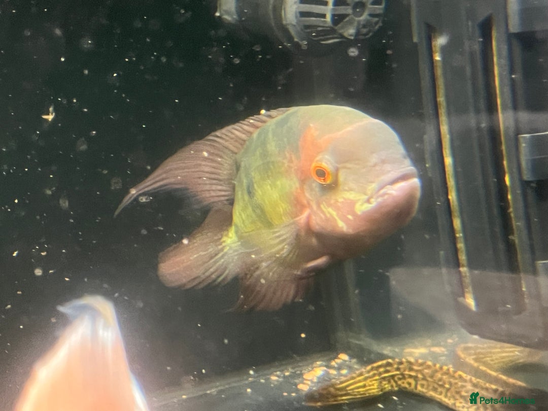 Other/Mixed Breed fish for sale: Predatory fish  - Image 6