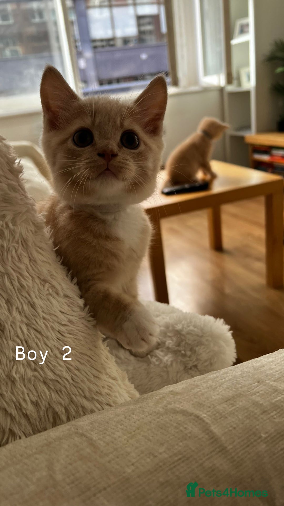 Mixed Breed cats for sale: [READY NOW] British Shorthair x Mainecoon - Image 7